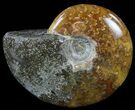 Polished, Agatized Ammonite (Cleoniceras) - Madagascar #59849-1